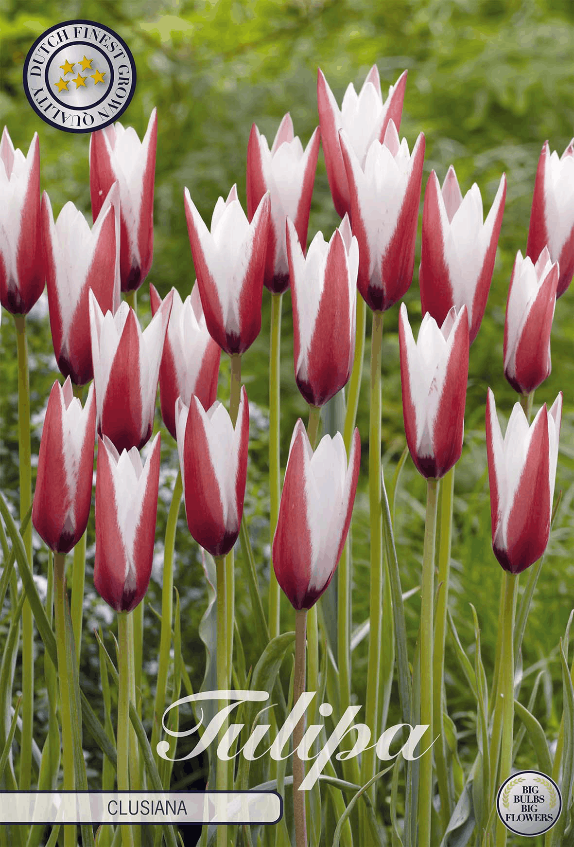 Tulipa Clusiana