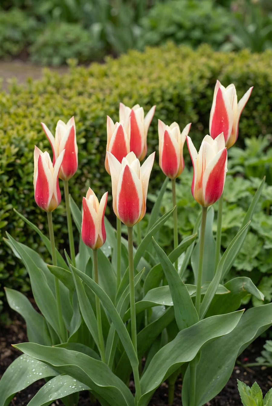 Tulipa Clusiana — in de tuin