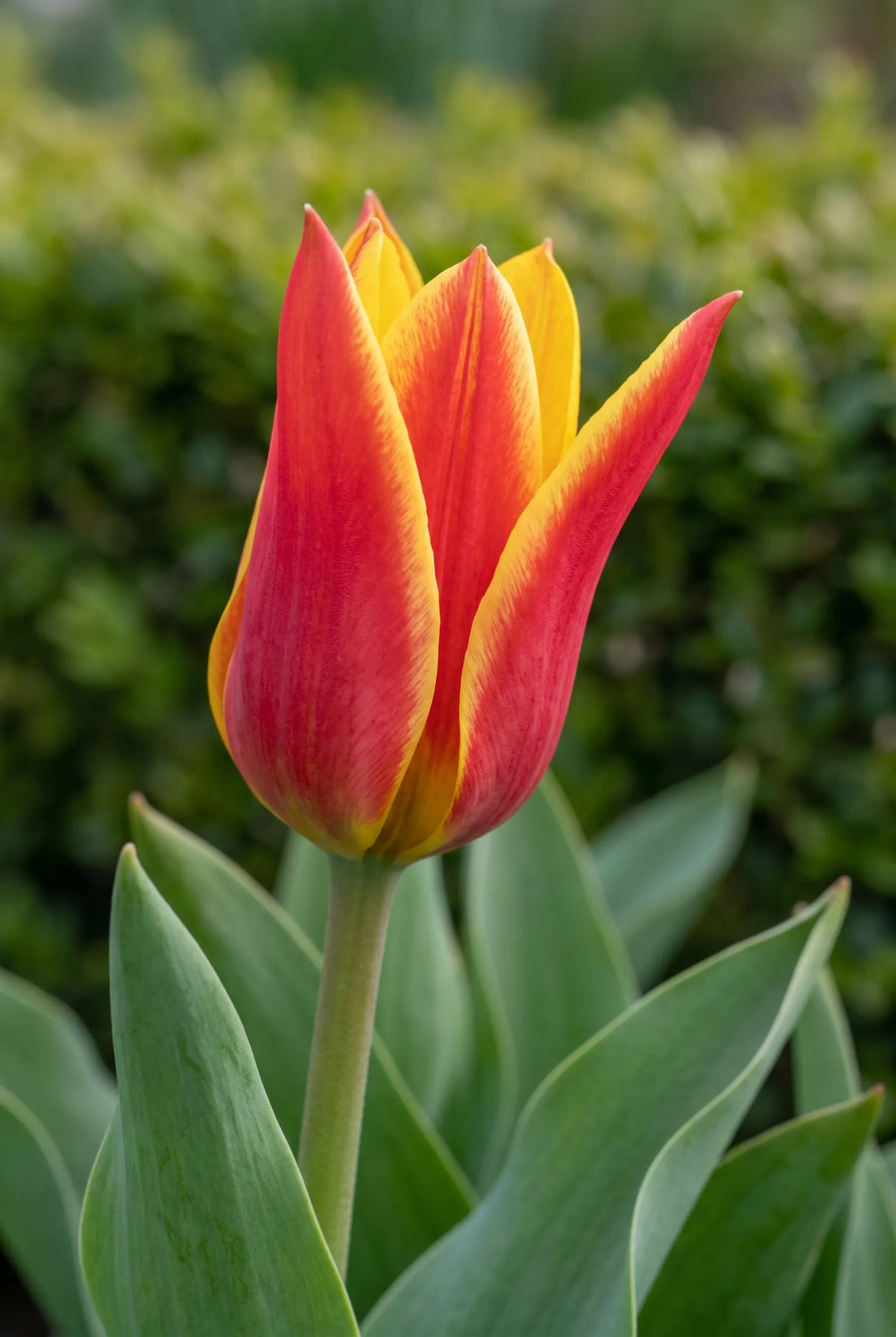 Tulipa Clusiana Tubergens Gem — close-up van de bloem
