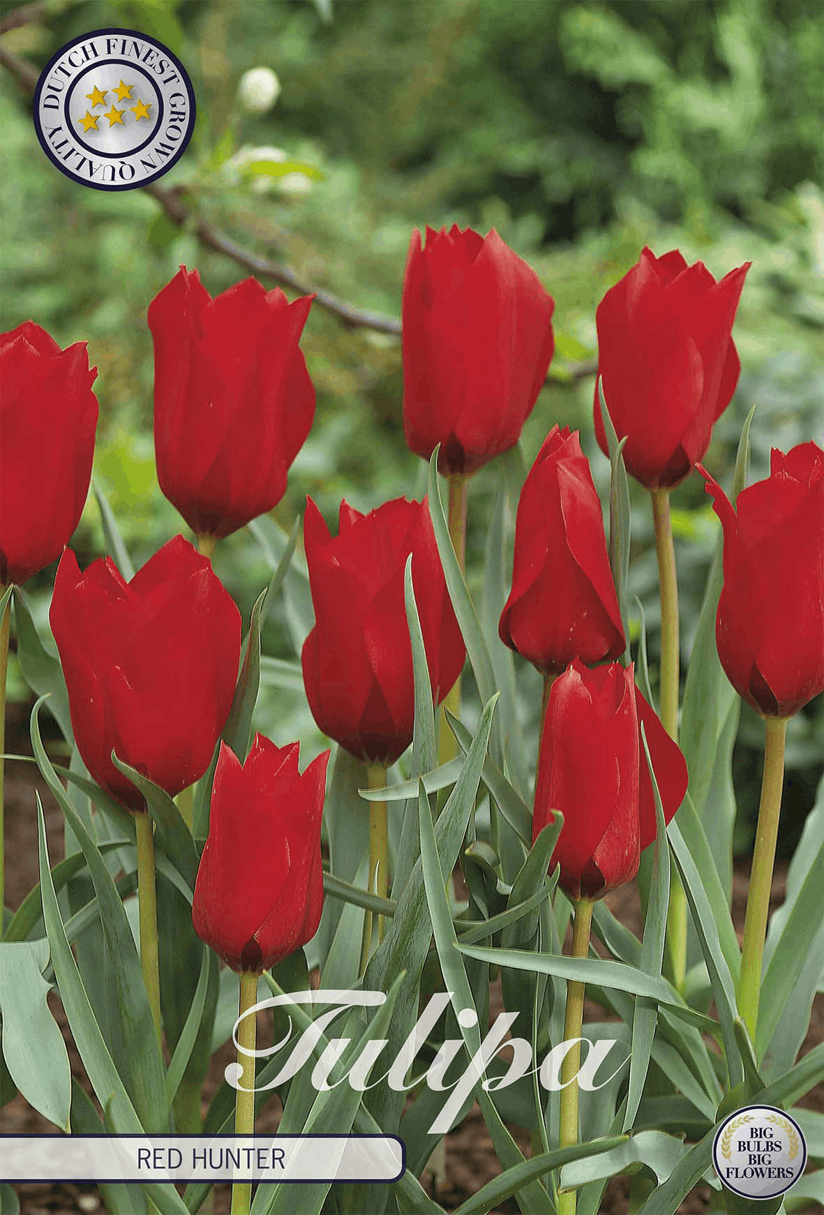 Tulpe Red Hunter