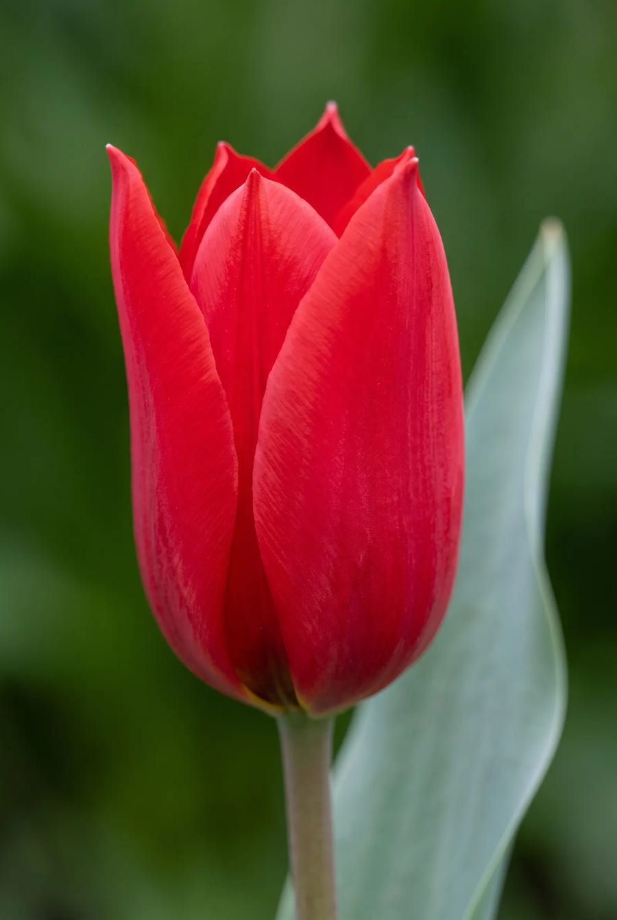 Tulipa Red Hunter — close-up van de bloem