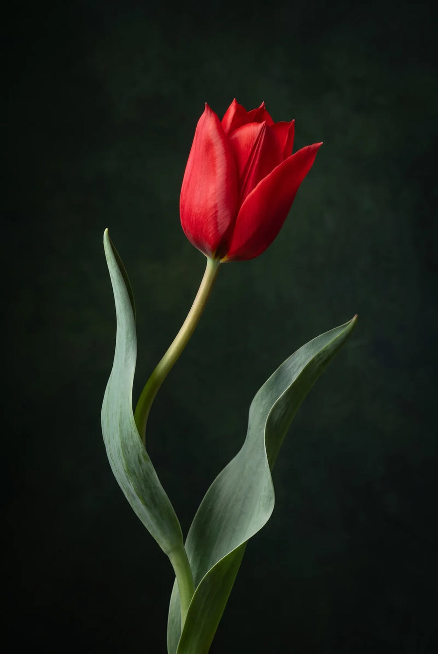 Tulipa Red Hunter — sfeerbeeld
