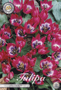 Tulipa Little Beauty