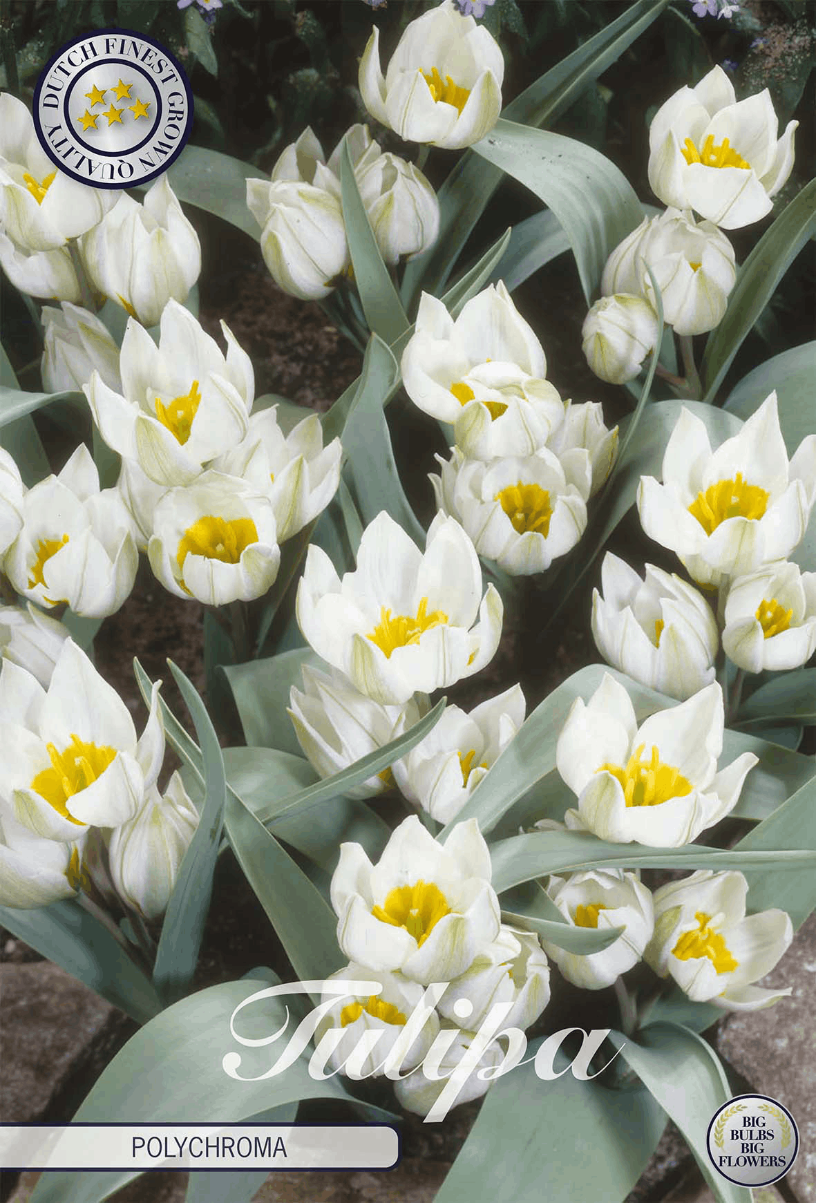 Tulipa Polychroma