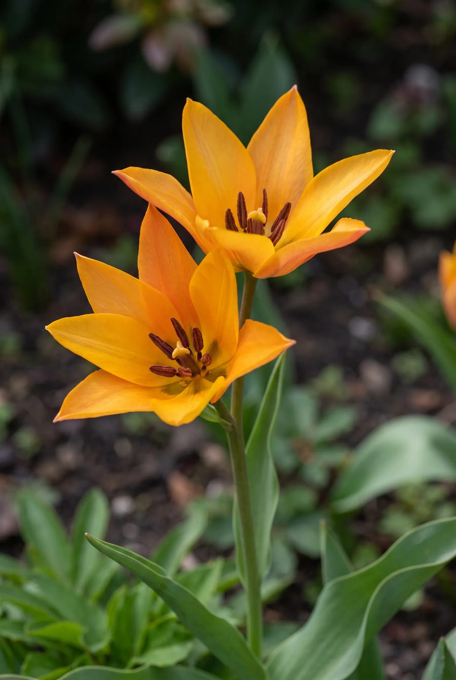 Tulipa Shogun — close-up van de bloem