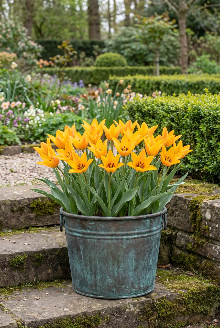 Tulipa Shogun — in pot op terras
