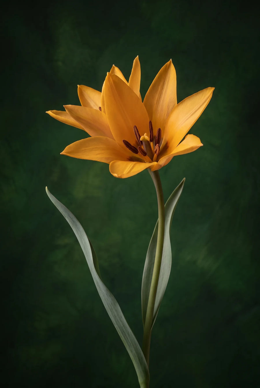 Tulipa Shogun — sfeerbeeld