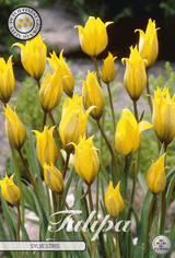 Tulipa Sylvestris