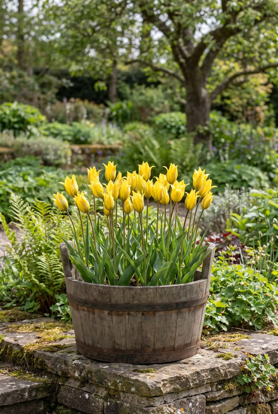 Tulipa Sylvestris — in pot op terras