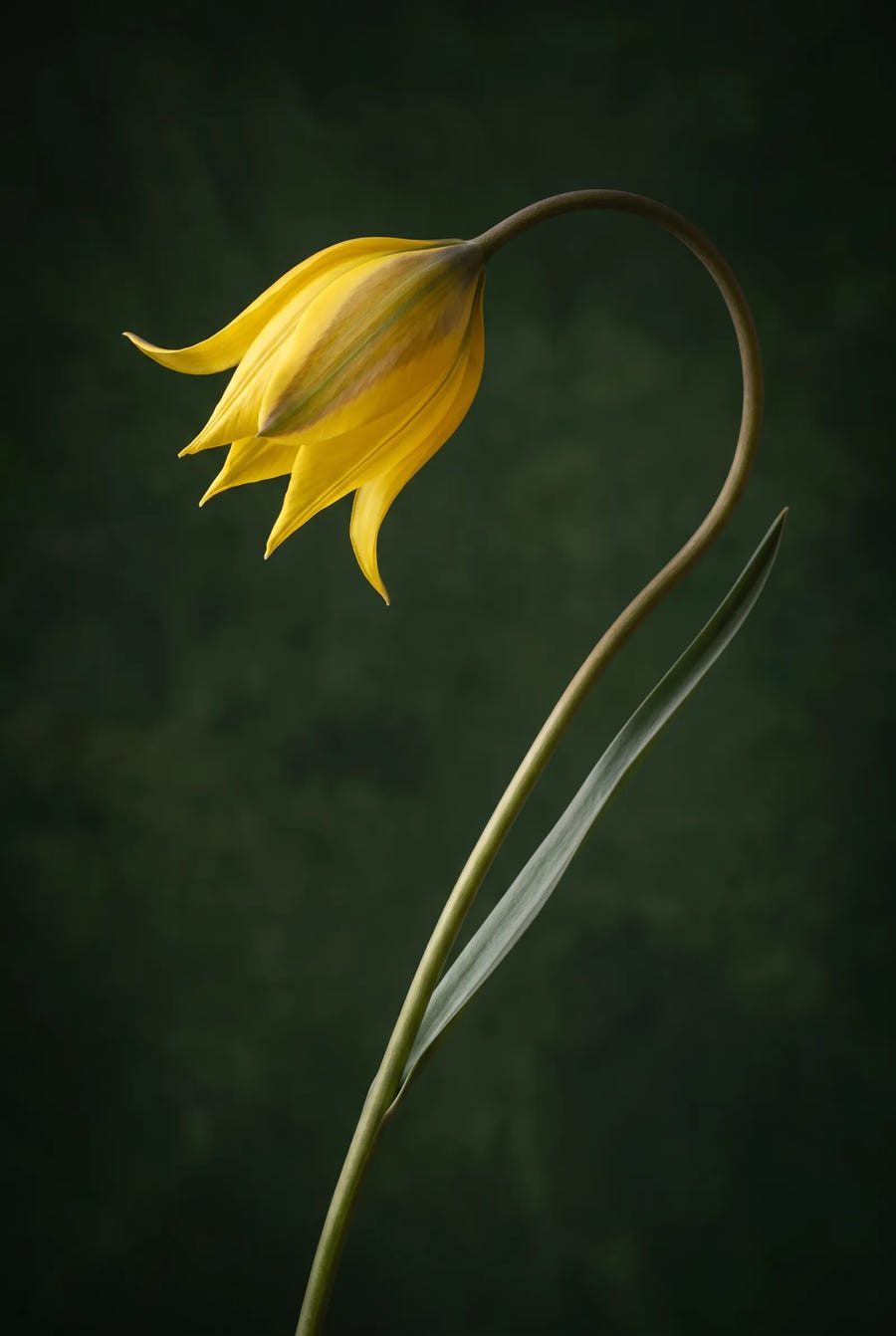 Tulipa Sylvestris — sfeerbeeld