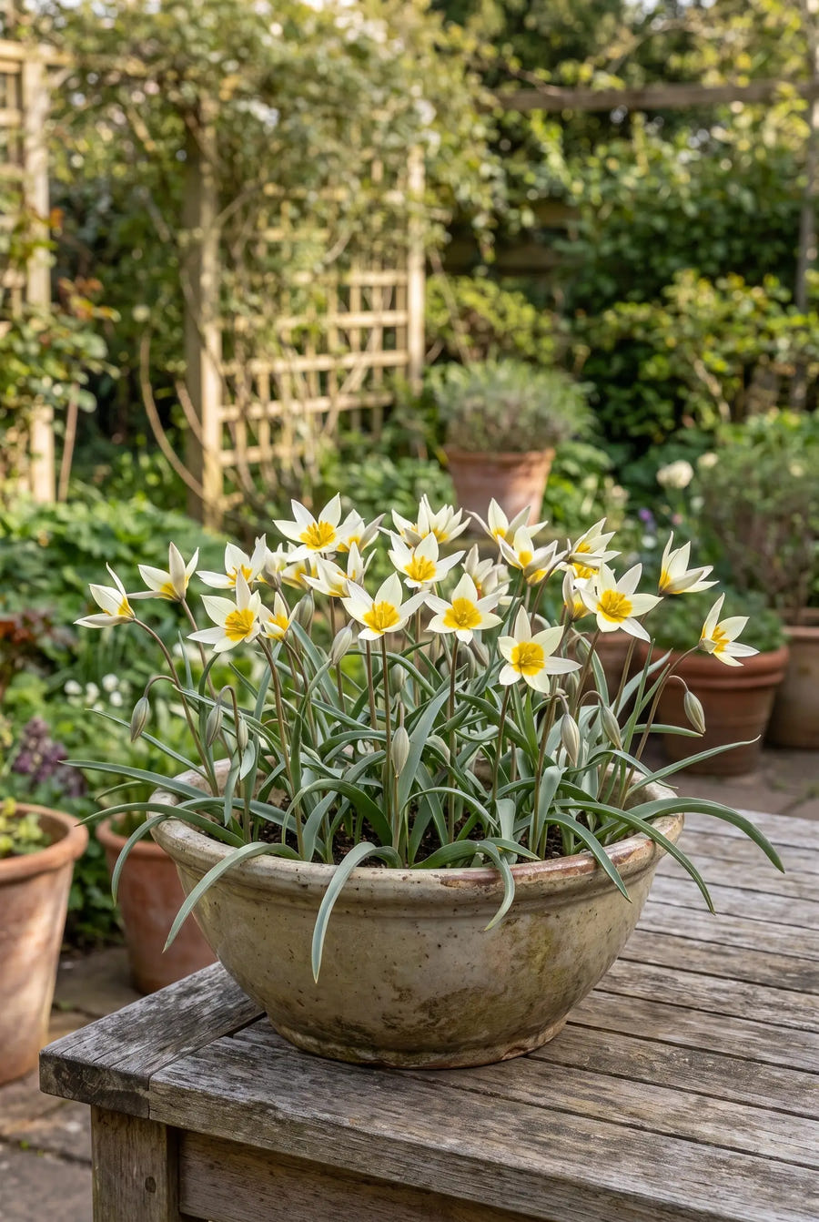 Tulipa Turkestanica — in pot op terras