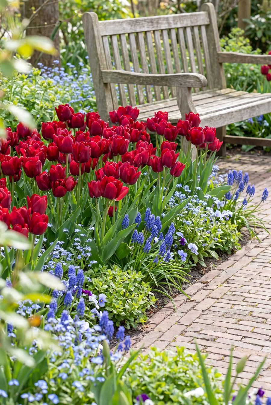 Tulipa Fiery Club — groep in de tuinborder