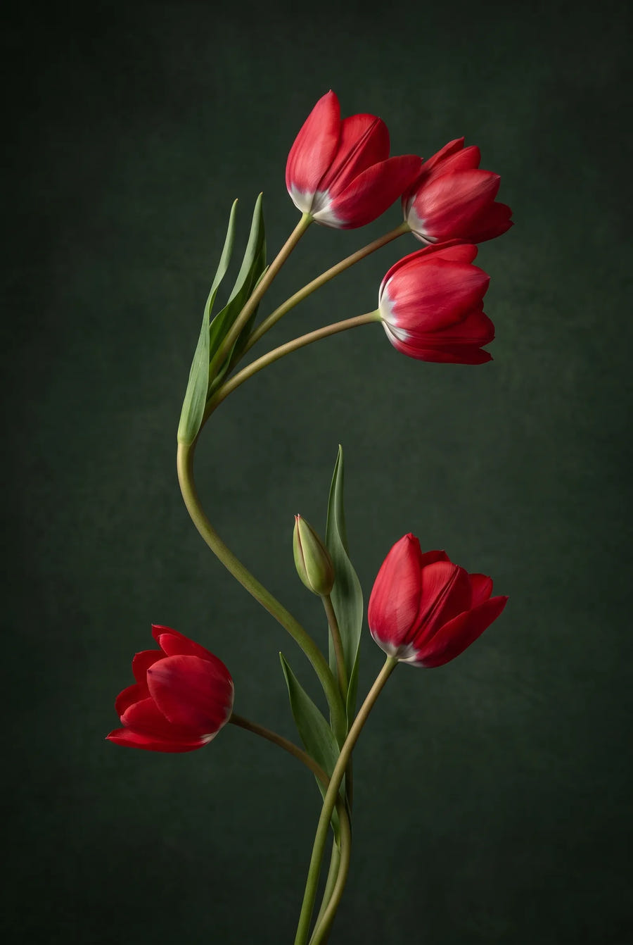 Tulipa Fiery Club — sfeerbeeld
