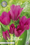 Tulipa Night Club