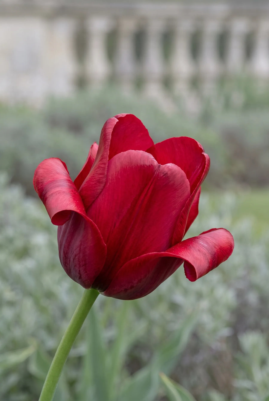 Tulipa Red Dress — close-up van de bloem