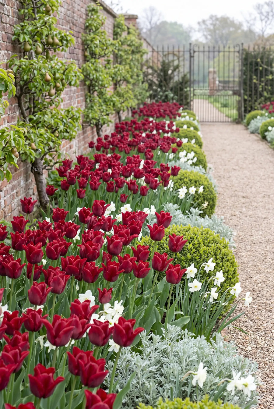 Tulipa Red Dress — groep in de tuinborder