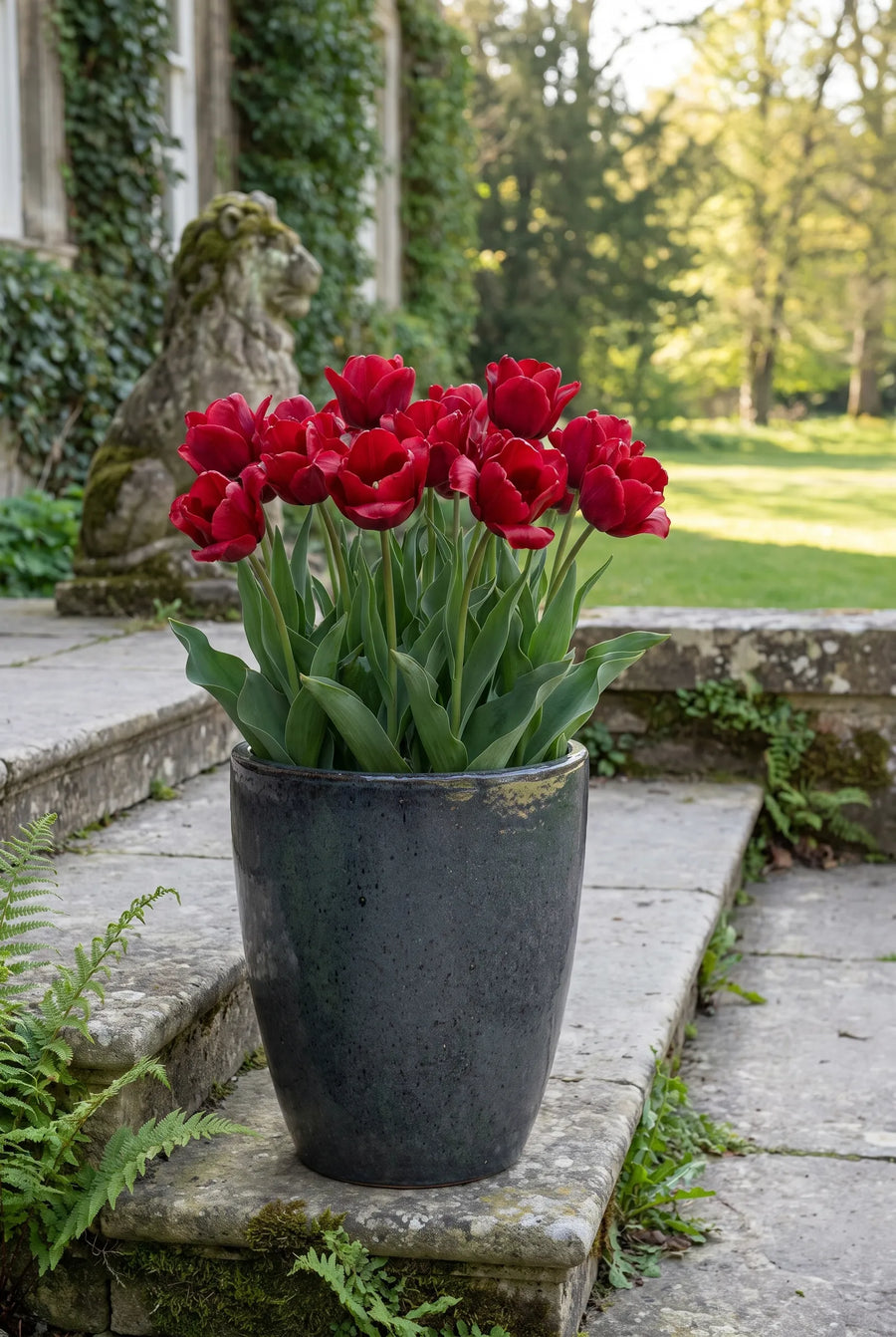 Tulipa Red Dress — in pot op terras
