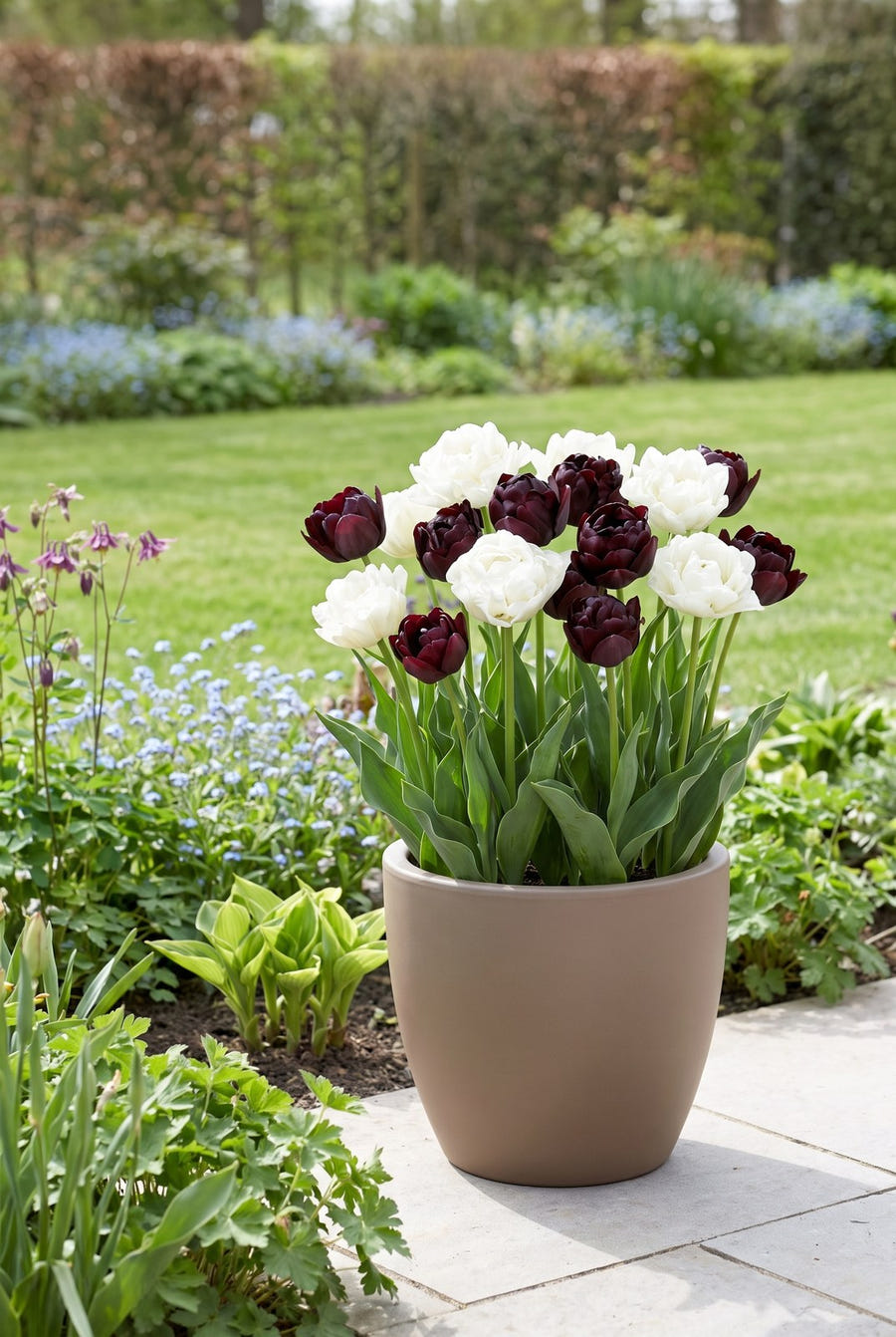 Tulpe Charming im Topf auf der Terrasse