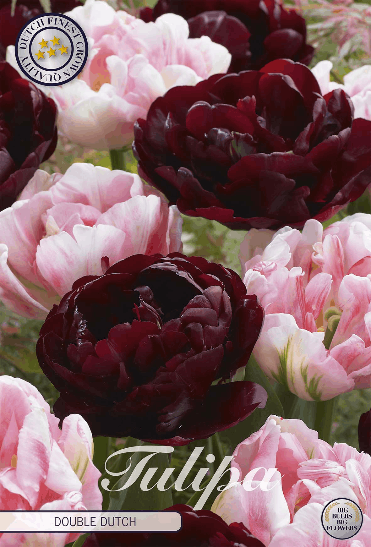 Tulipa Double Dutch