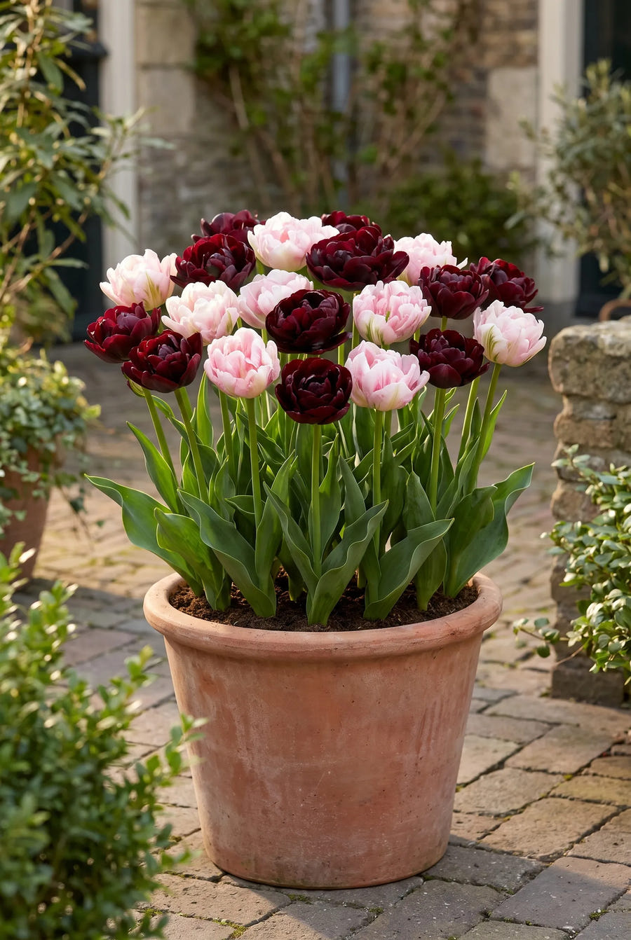 Tulipa Double Dutch — in pot op terras