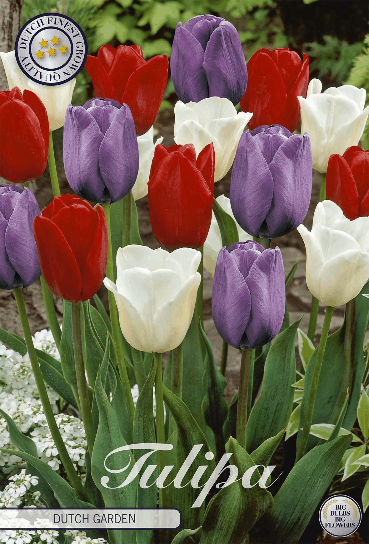 Tulipa Dutch Garden
