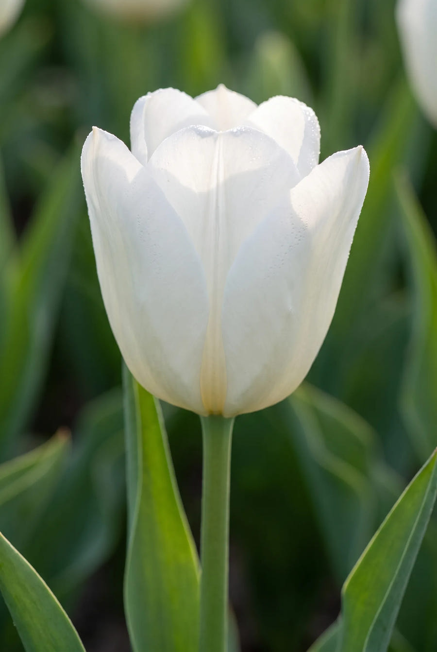 Tulipa Early Sunshine — sfeerbeeld