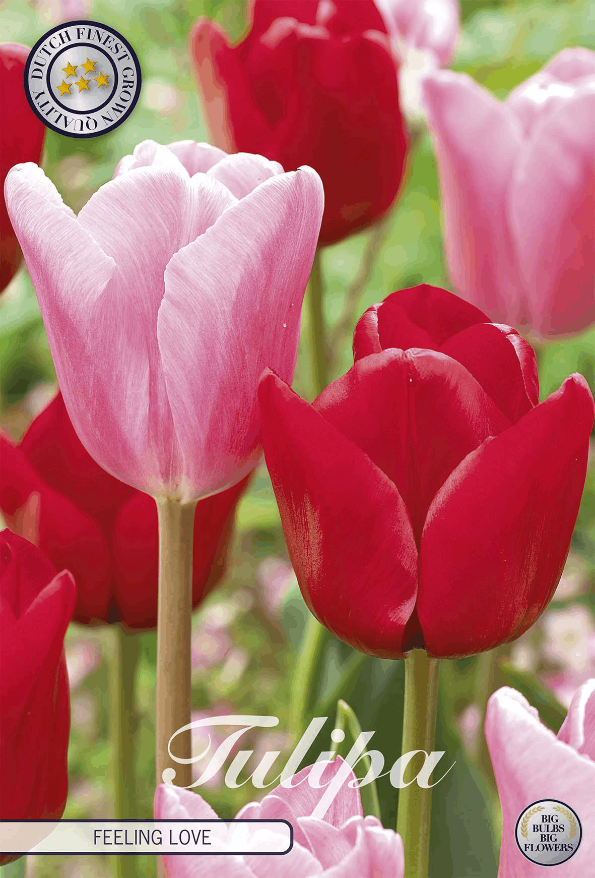 Tulipa Feeling Love