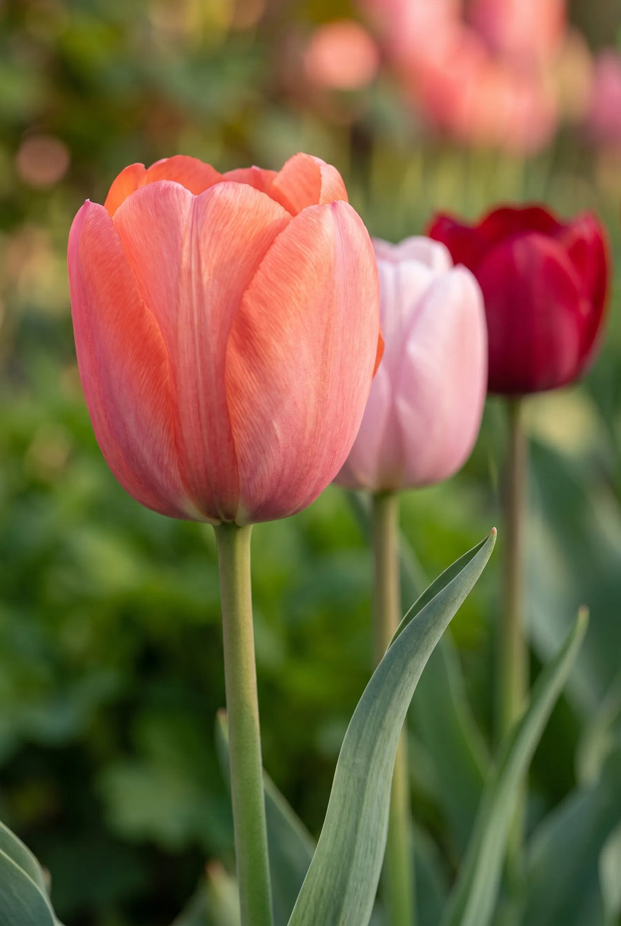 Tulipa Flower Parade — close-up van de bloem
