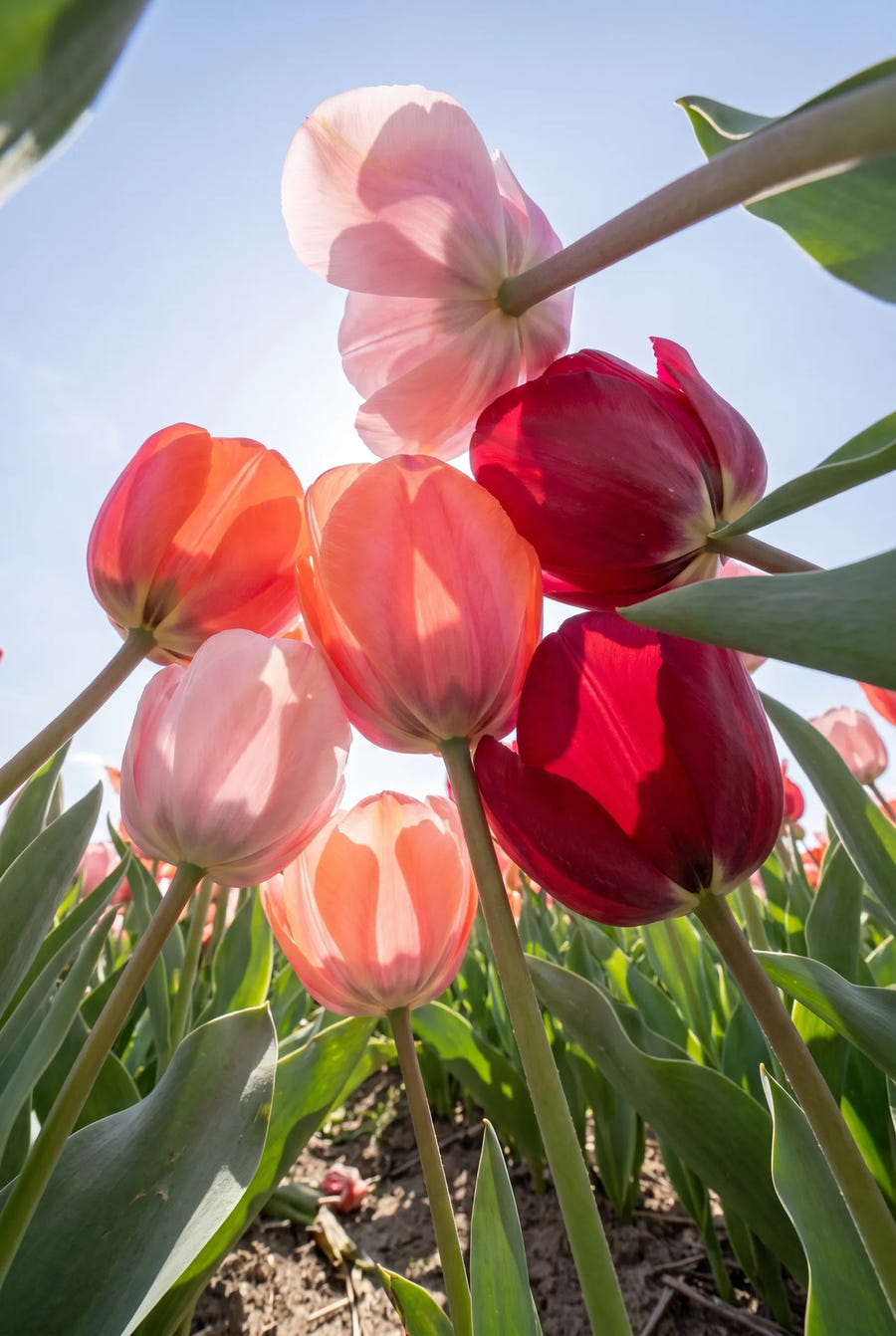 Tulipa Flower Parade — in de tuin