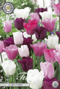 Tulipa Flower Power