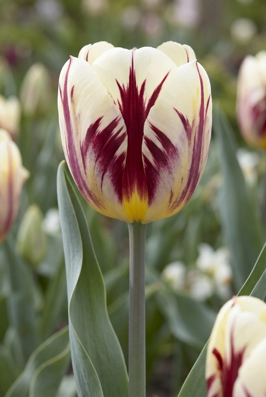 Tulipa Grand Style — close-up van de bloem