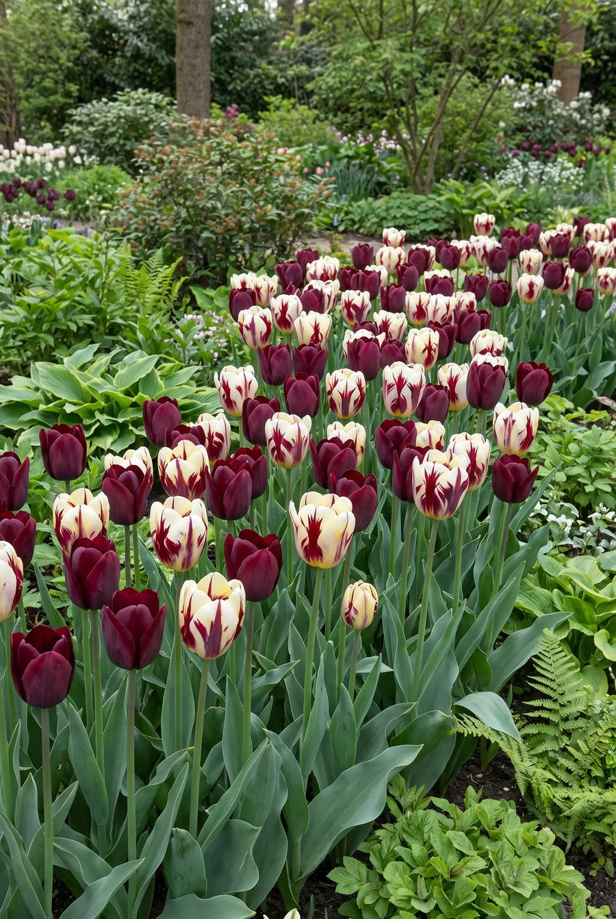 Tulipa Grand Style — groep in de tuinborder