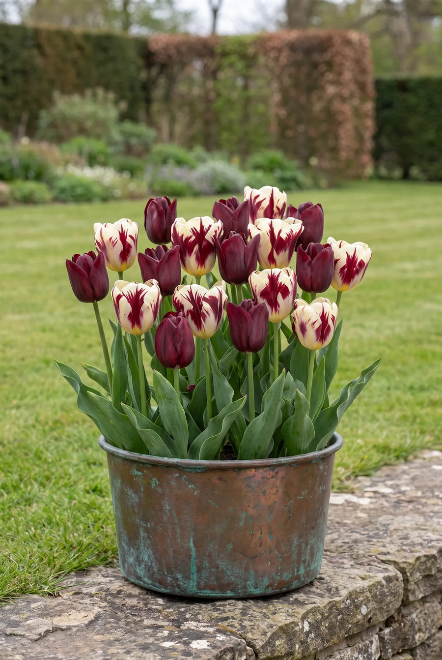Tulipa Grand Style — in pot op terras