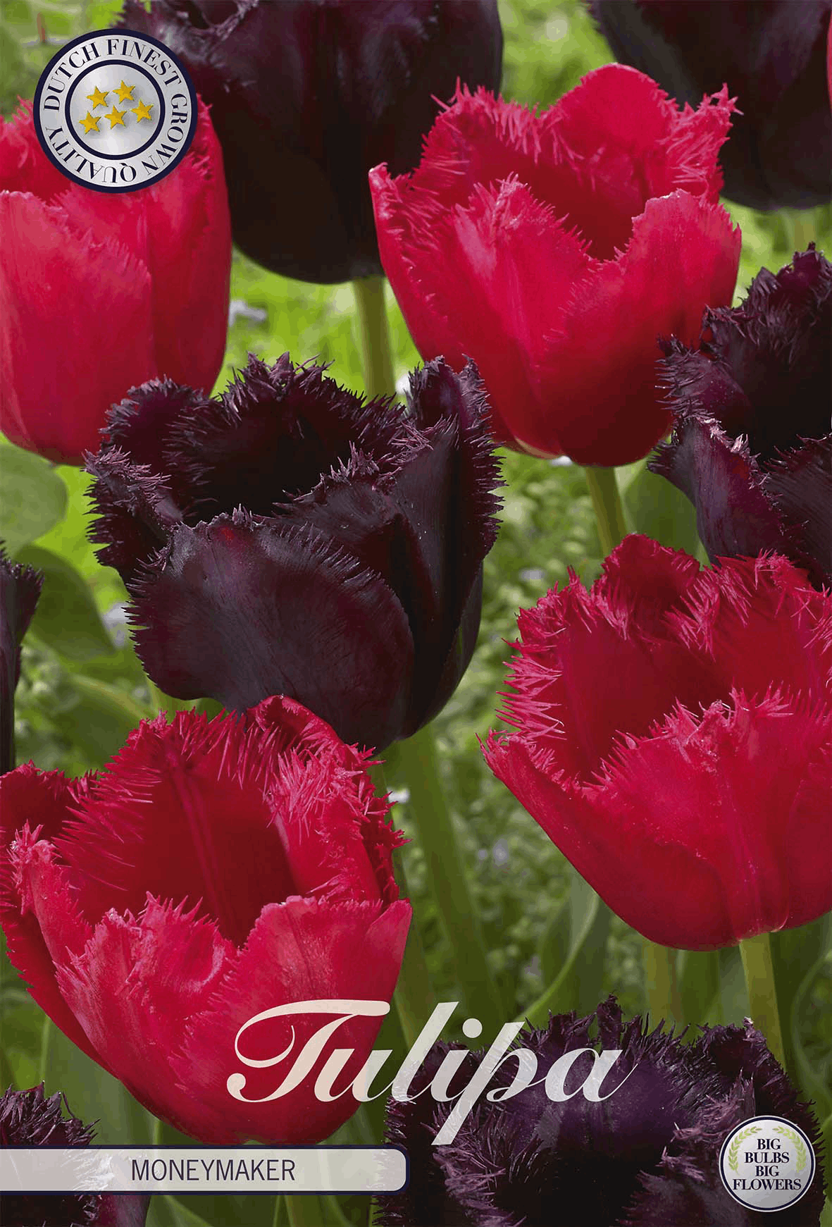 Tulipa Moneymaker