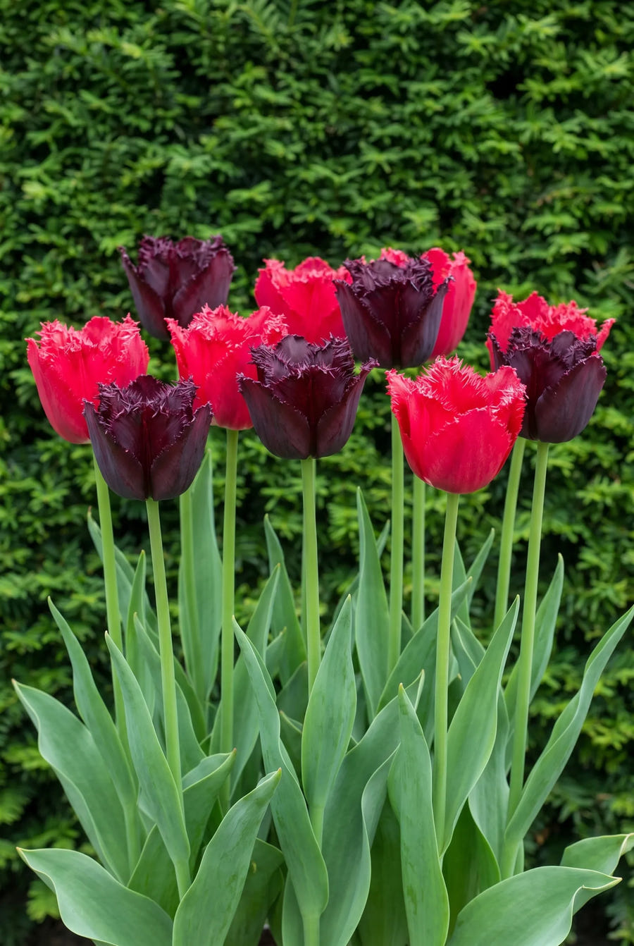Tulipa Moneymaker — in de border