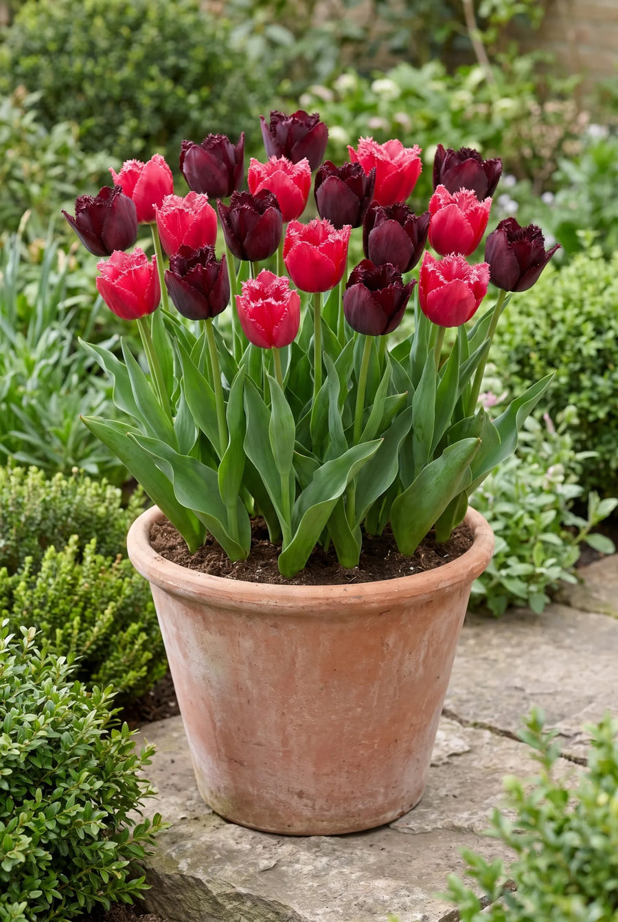Tulipa Moneymaker — in pot op terras