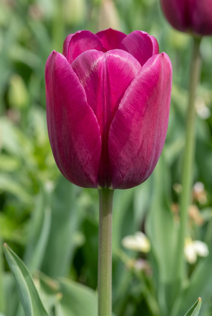 Tulipa Powerful — close-up van de bloem