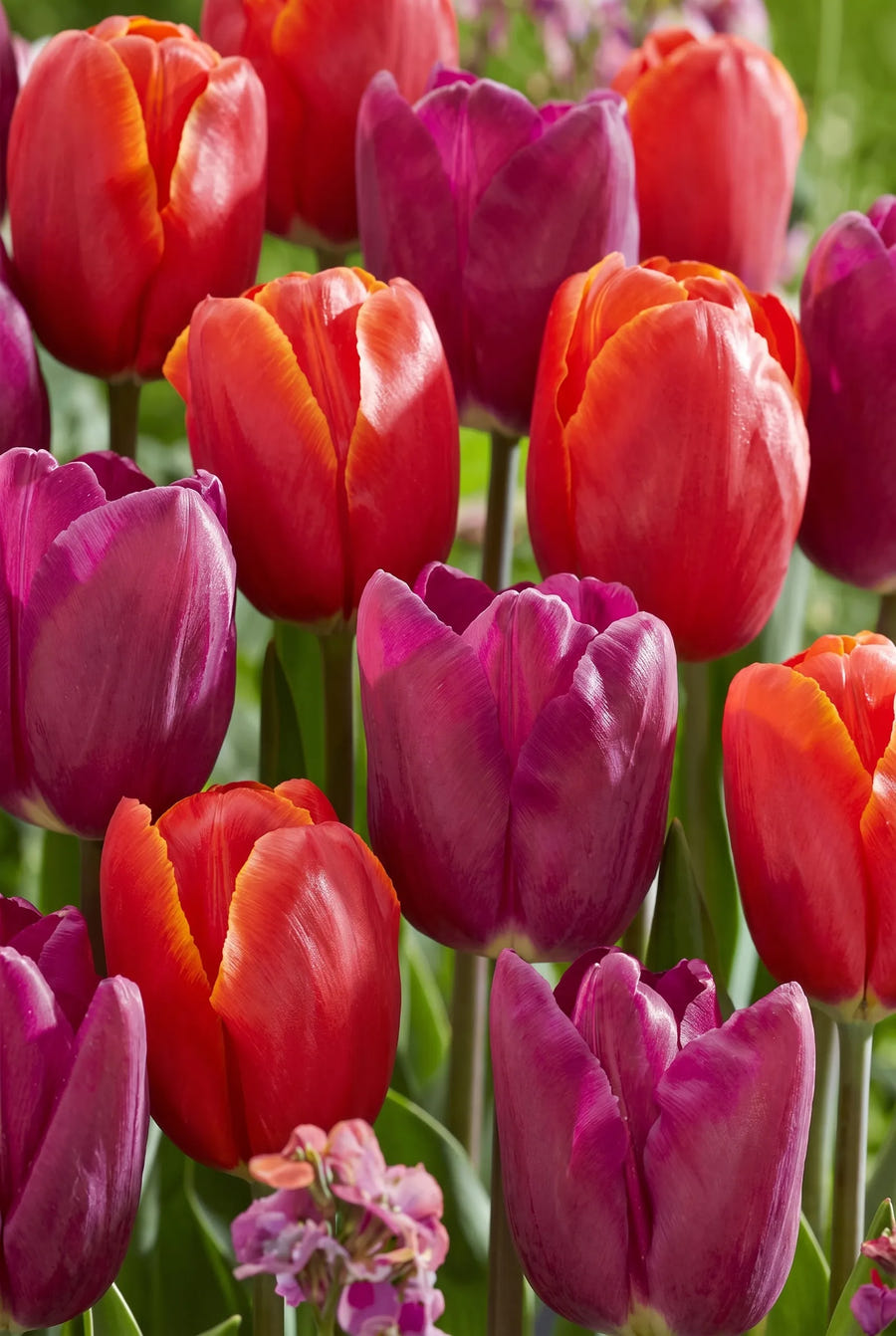 Tulipa Powerful — groep in de tuinborder