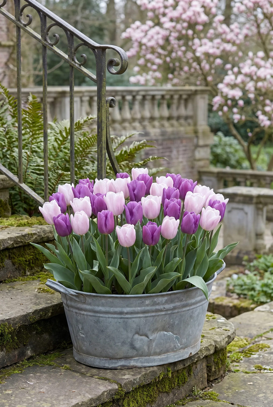 Tulipa Promise — in pot op terras