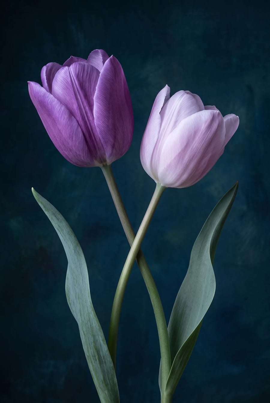 Tulipa Promise — sfeerbeeld