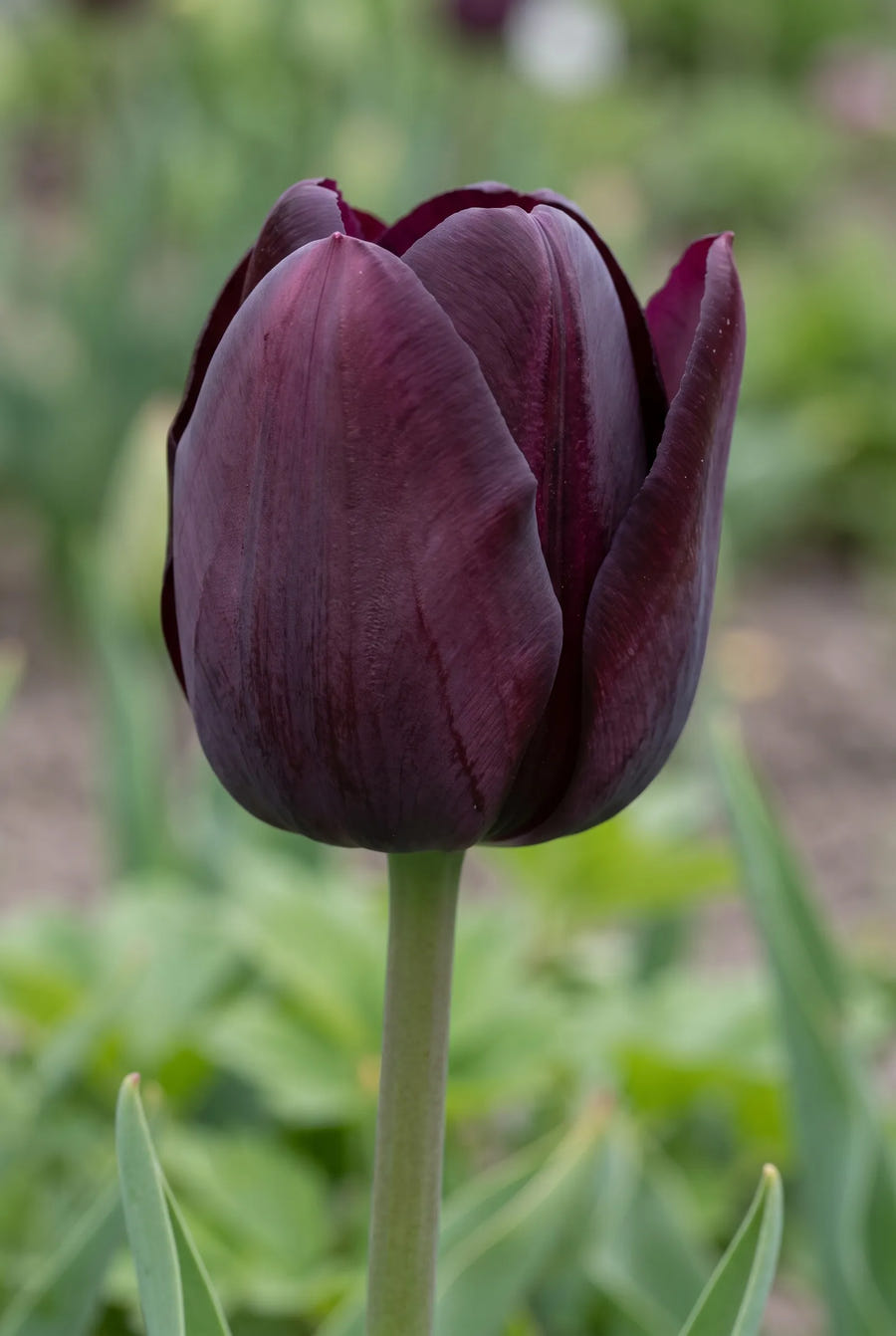 Tulipa Purple Heart — close-up van de bloem