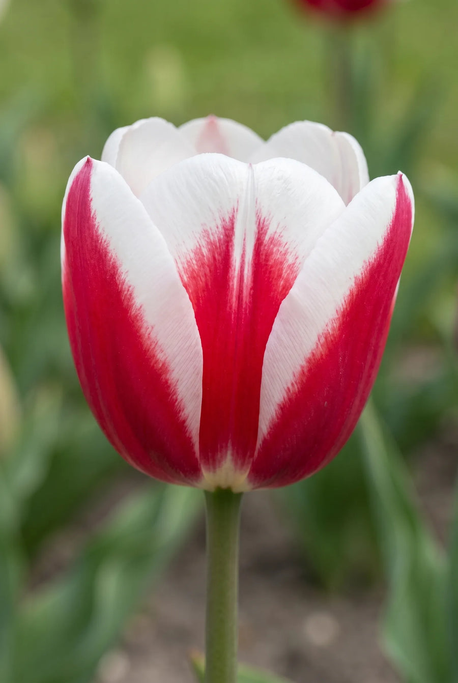 Tulipa Red Snow — close-up van de bloem