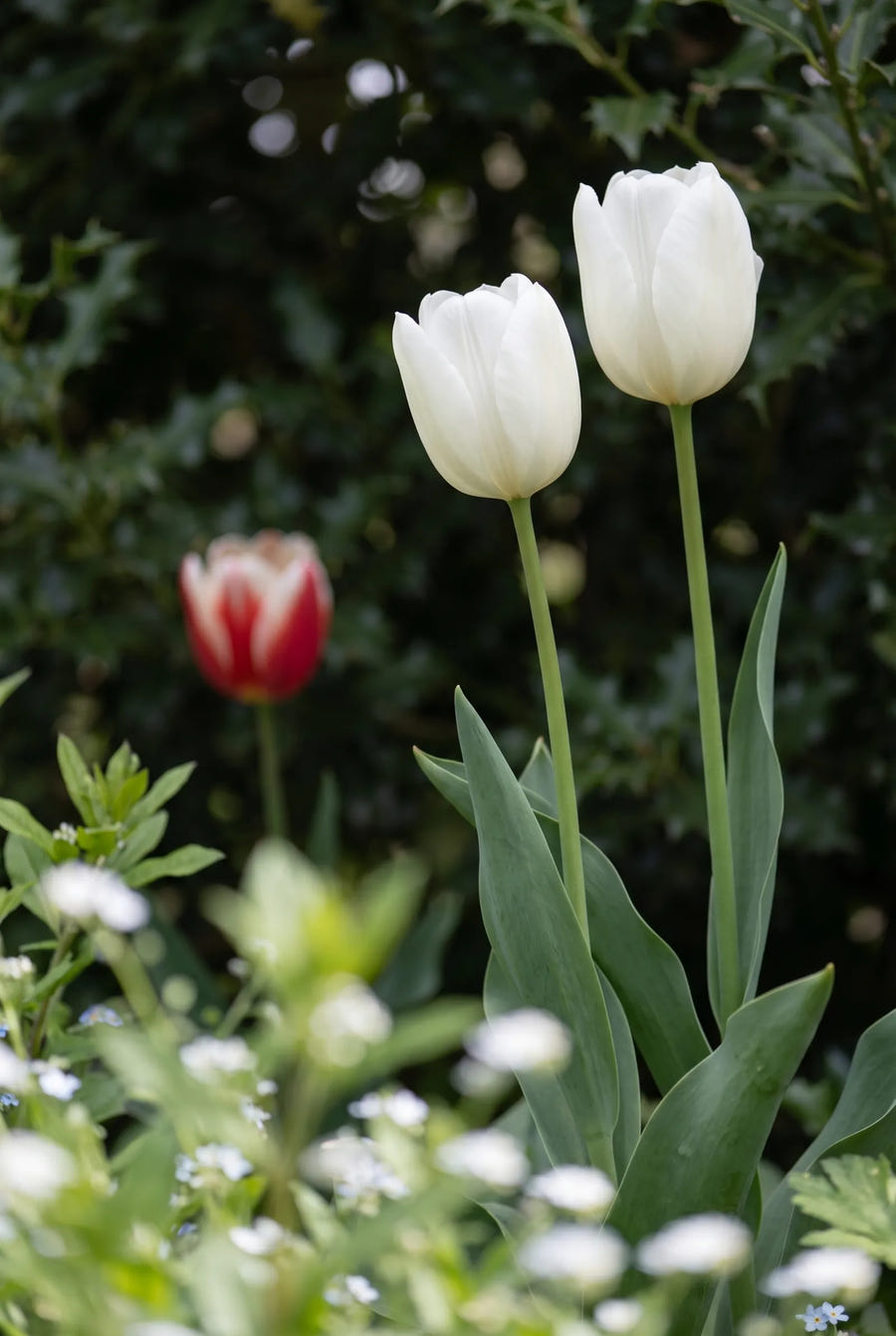 Tulipa Red Snow — sfeerbeeld