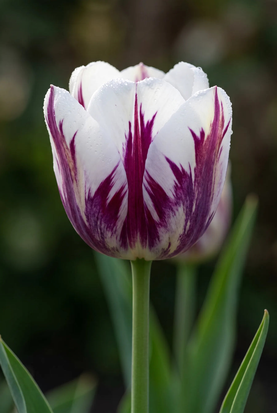 Tulipa Rembrandt Mixed — sfeerbeeld