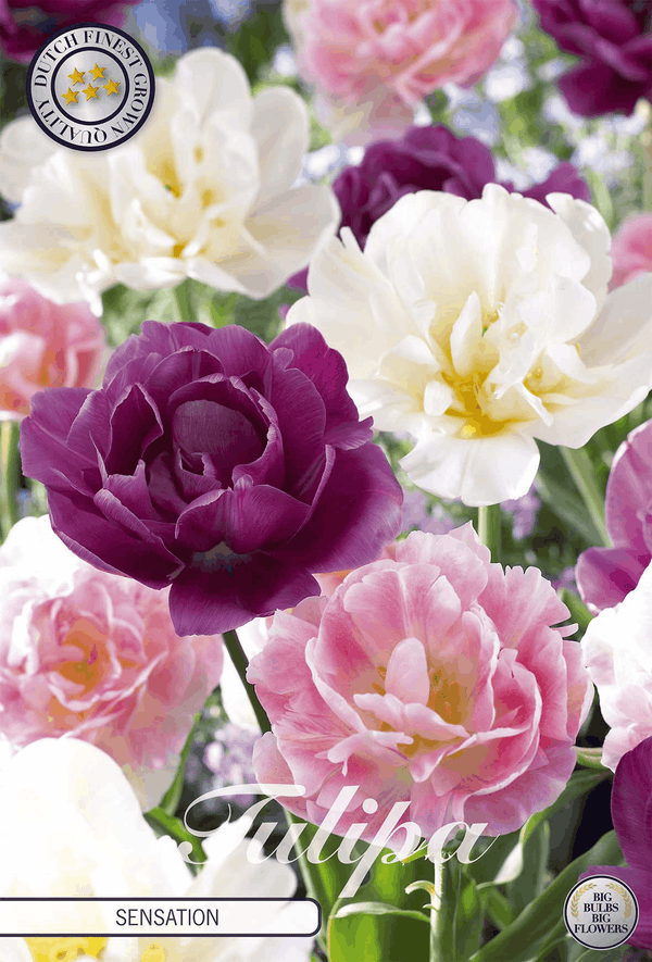 Tulipa Sensation