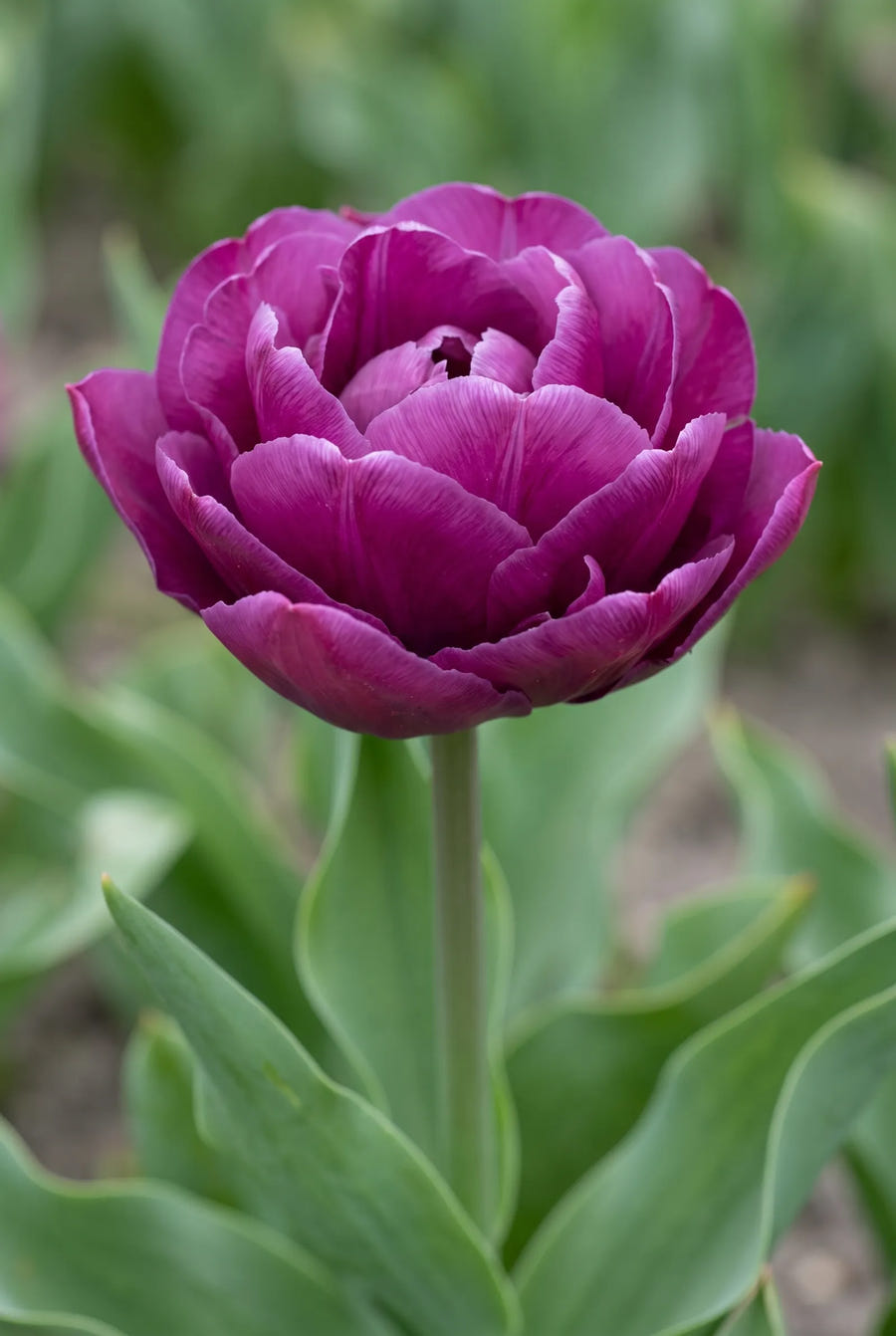 Tulipa Sensation — close-up van de bloem