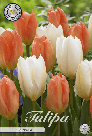 Tulpe Stockholm
