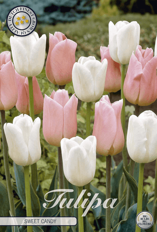 Tulpe Sweet Candy