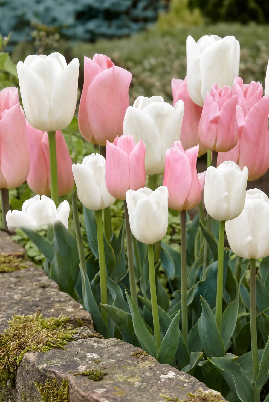 Tulipa Sweet Candy — in de tuin