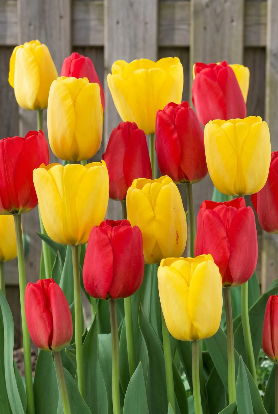 Tulipa Van Gogh — groep in de tuinborder